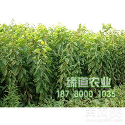 2019年重慶鳳凰李子苗市場(chǎng)報(bào)價(jià)及價(jià)格趨勢(shì)分析