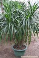 上?？弟皥@林綠化 龍血樹租賃價格、圖片、詳情及養護服務