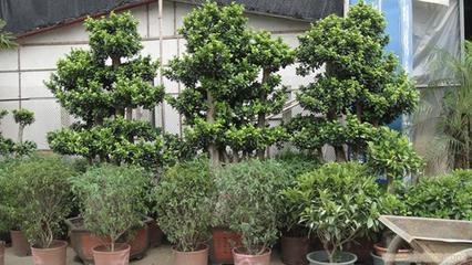 上海思羽園林綠化 專業(yè)花卉租賃，為寫字樓與生活空間注入自然生機(jī)