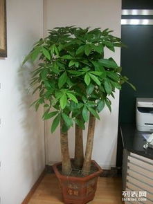 上海辦公室綠植租擺與花卉租賃服務(wù) 專業(yè)園林綠化，價(jià)格實(shí)惠，助力商務(wù)環(huán)境升級(jí)