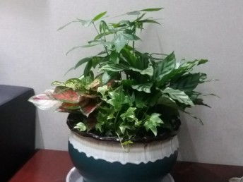 北京花卉綠植租擺與園林綠化養(yǎng)護(hù) 一站式綠化解決方案